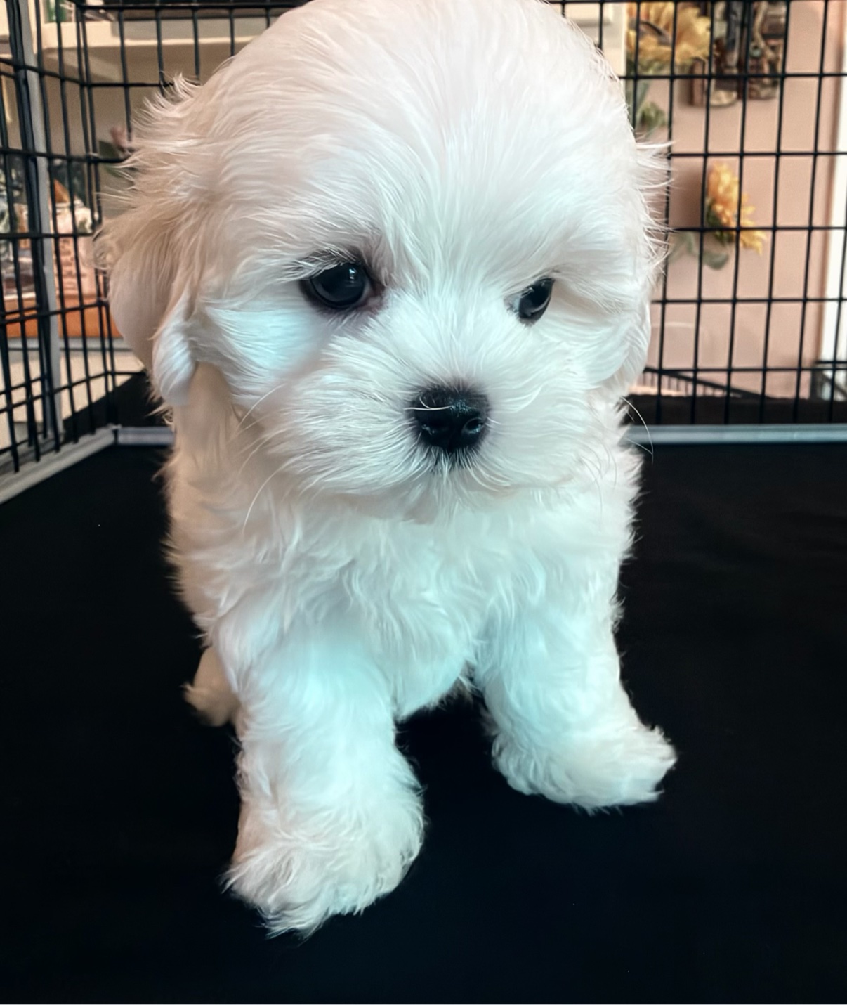 Daisy, an available female Maltese puppy with a baby doll face