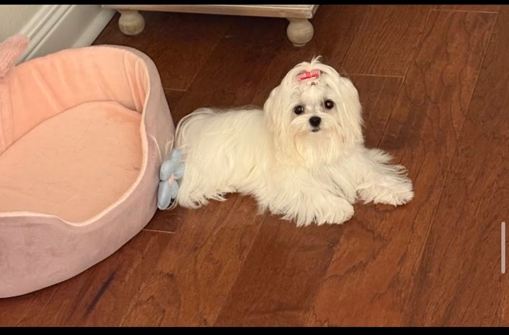 Dog photo shared with Google Review’s Google review