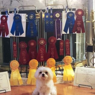 Teddy, a Southern Silks champion