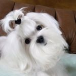 Gabbe from the Southern Silks Maltese Doll Collection