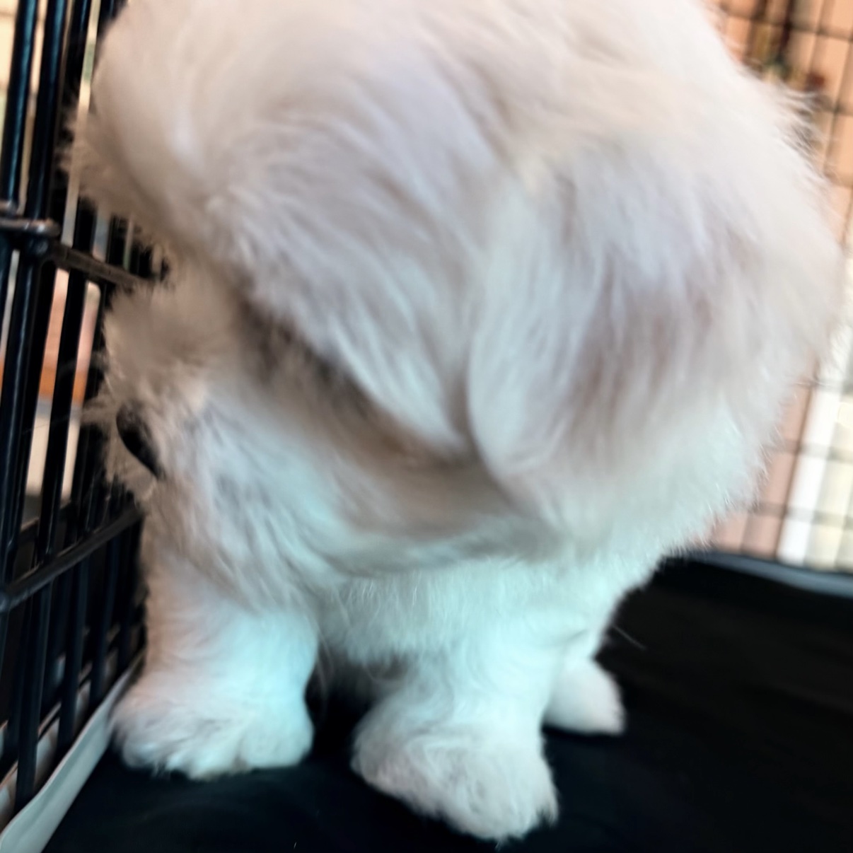 Lonnie Jr. showing the back of his fluffy white coat
