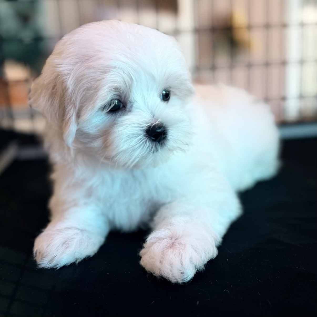 Lonnie Jr. showing his soft white Maltese coat