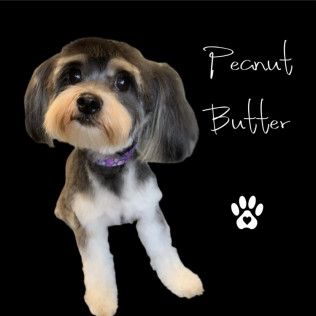 Peanut Butter — Havanese from the Southern Silks gallery