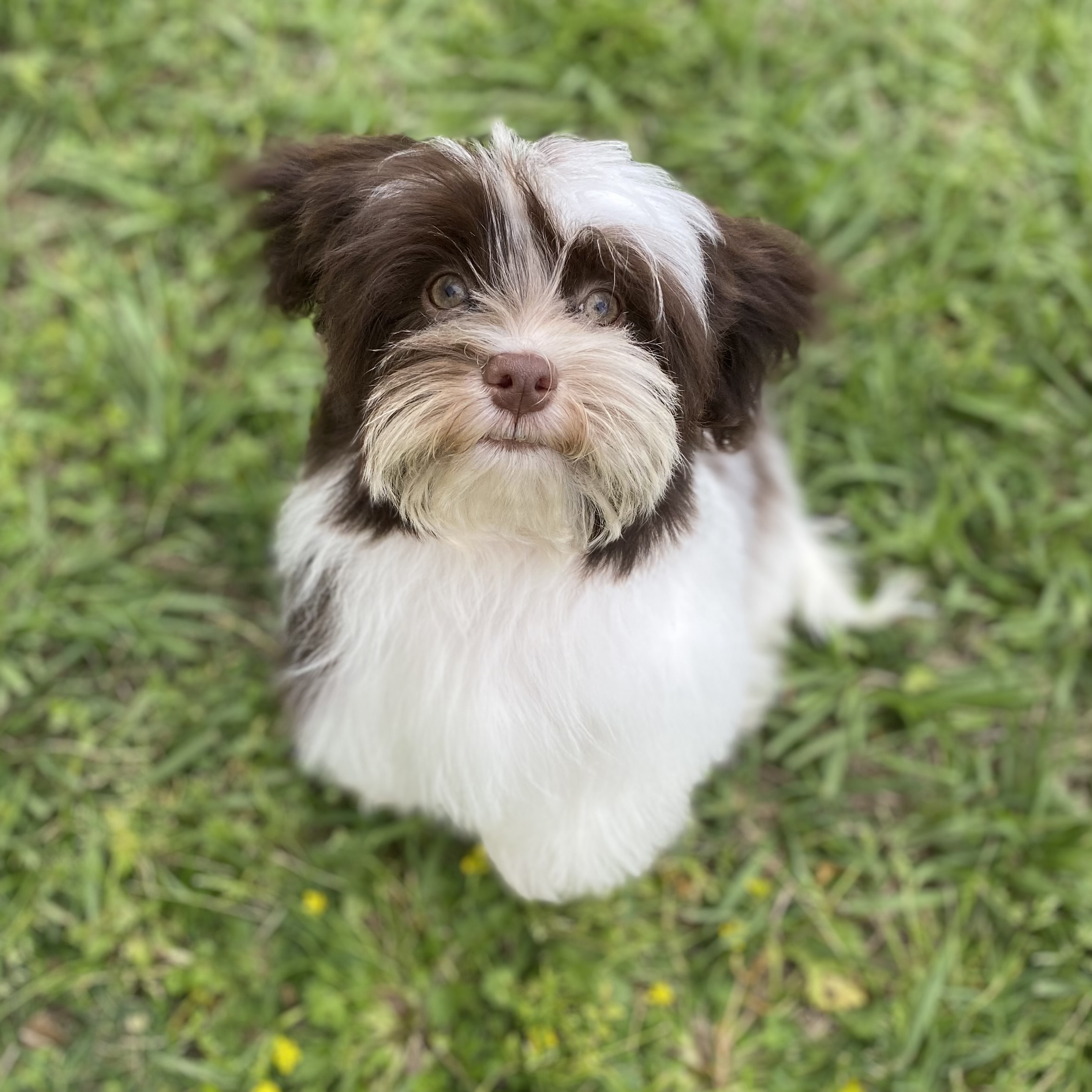 Chocolate and white Havanese puppy sitting outdoors