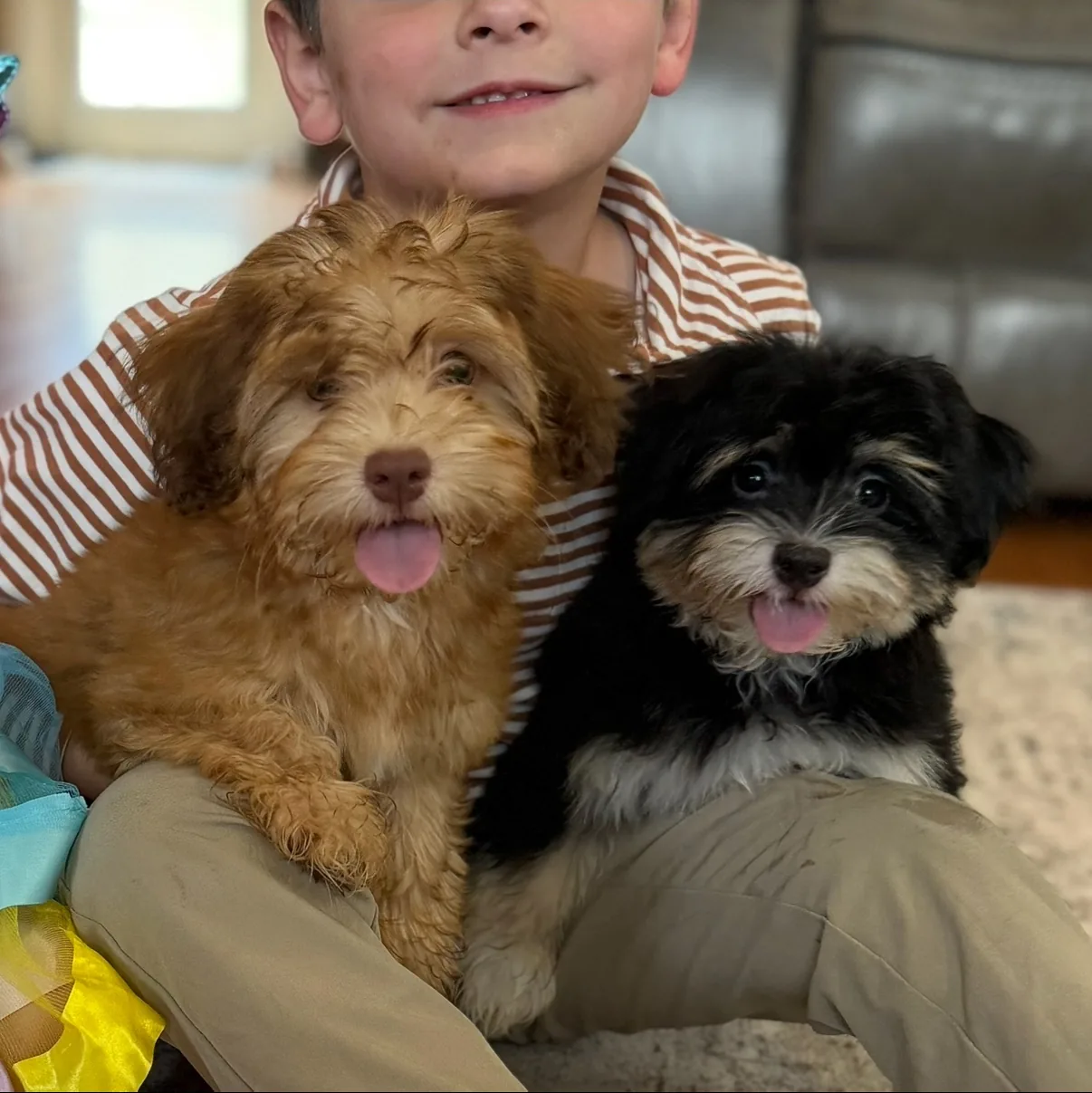 A child cuddling two happy Havanese puppies