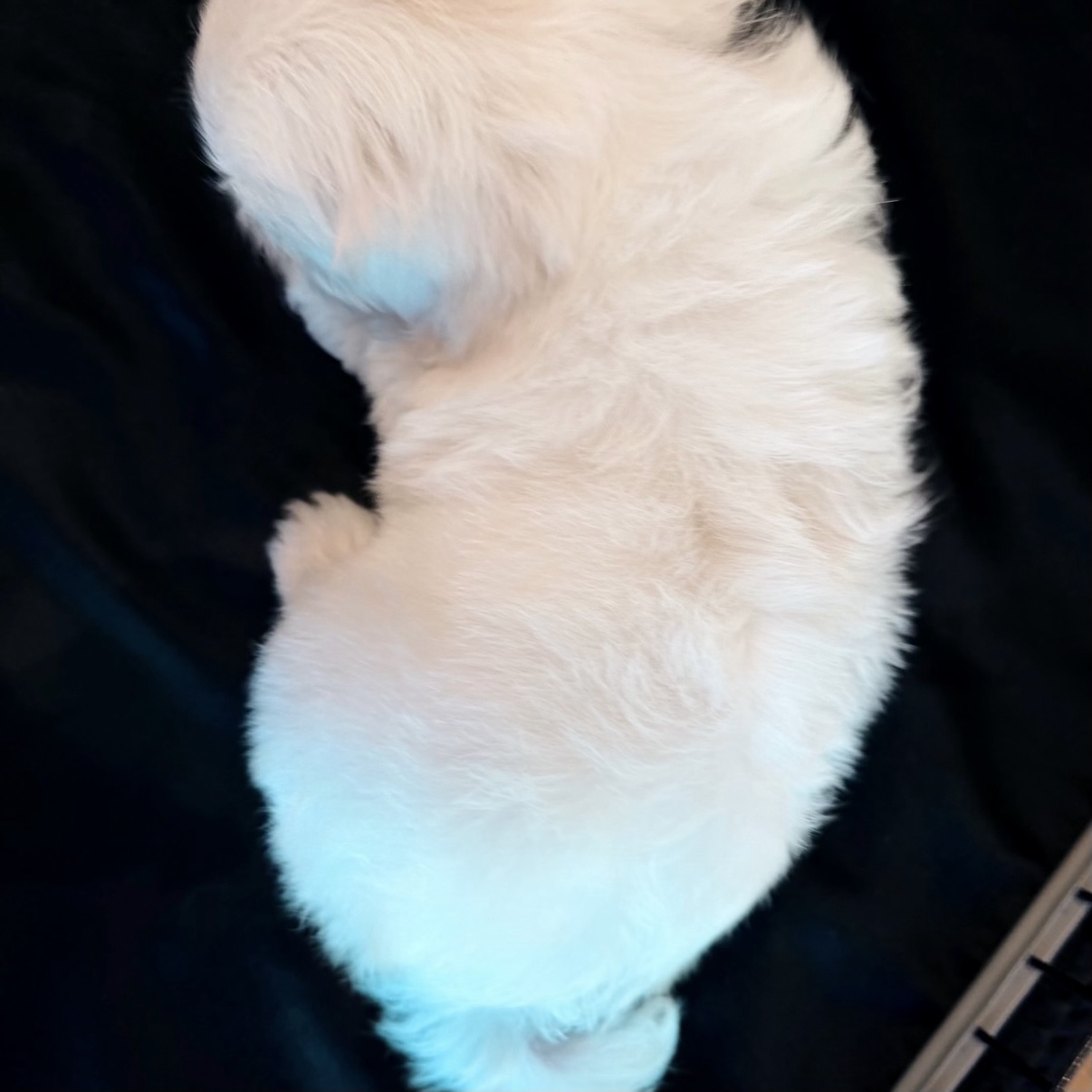 Lonnie Jr. seen from above, showing his silky white coat
