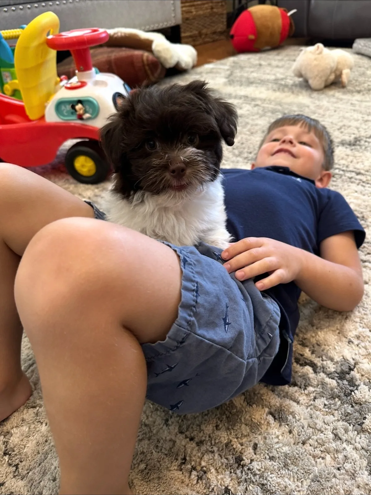 A child relaxing at home with a chocolate-and-white Havanese puppy