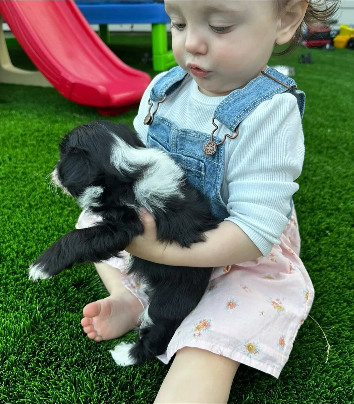 A young child carefully holding a black-and-white Havanese puppy