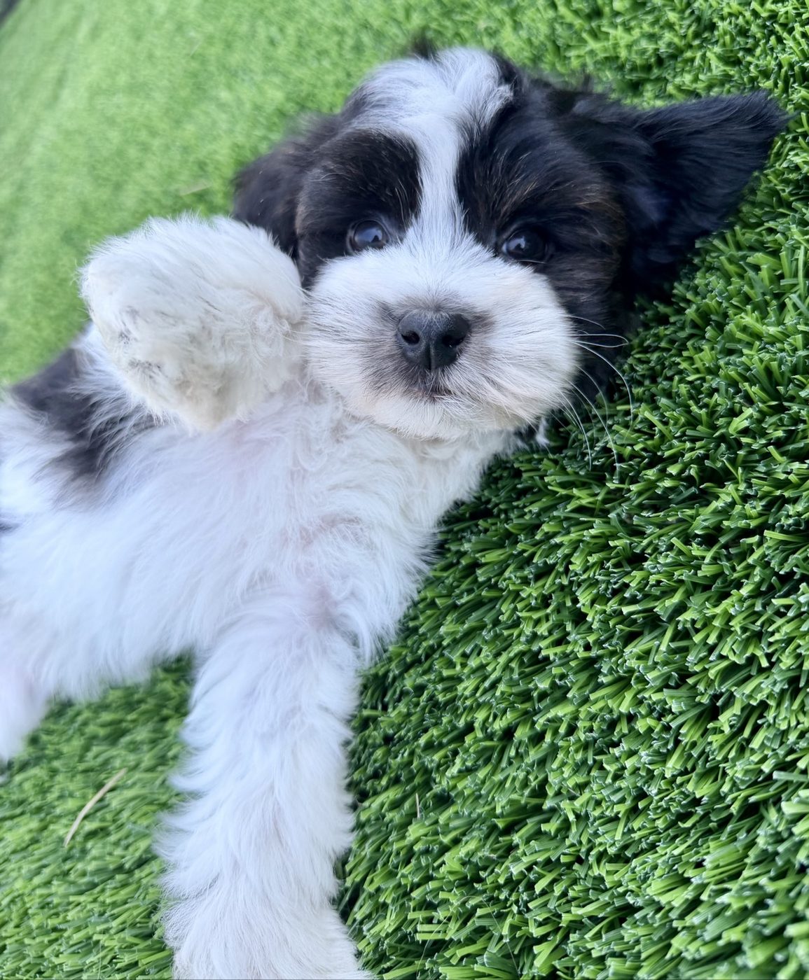 Biscuit relaxing on the grass with one paw raised