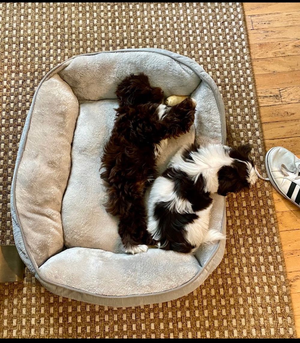 Dog photo shared with James Varney’s Google review
