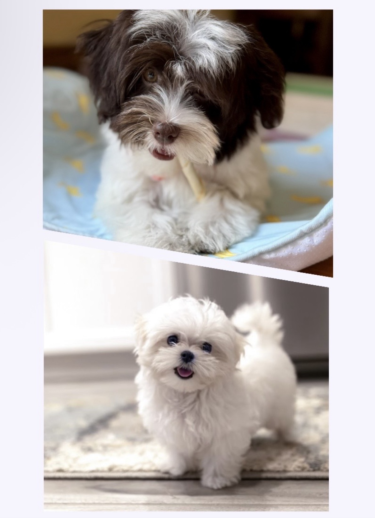 Chocolate and white Havanese puppy with a chew stick above a smiling white Maltese puppy