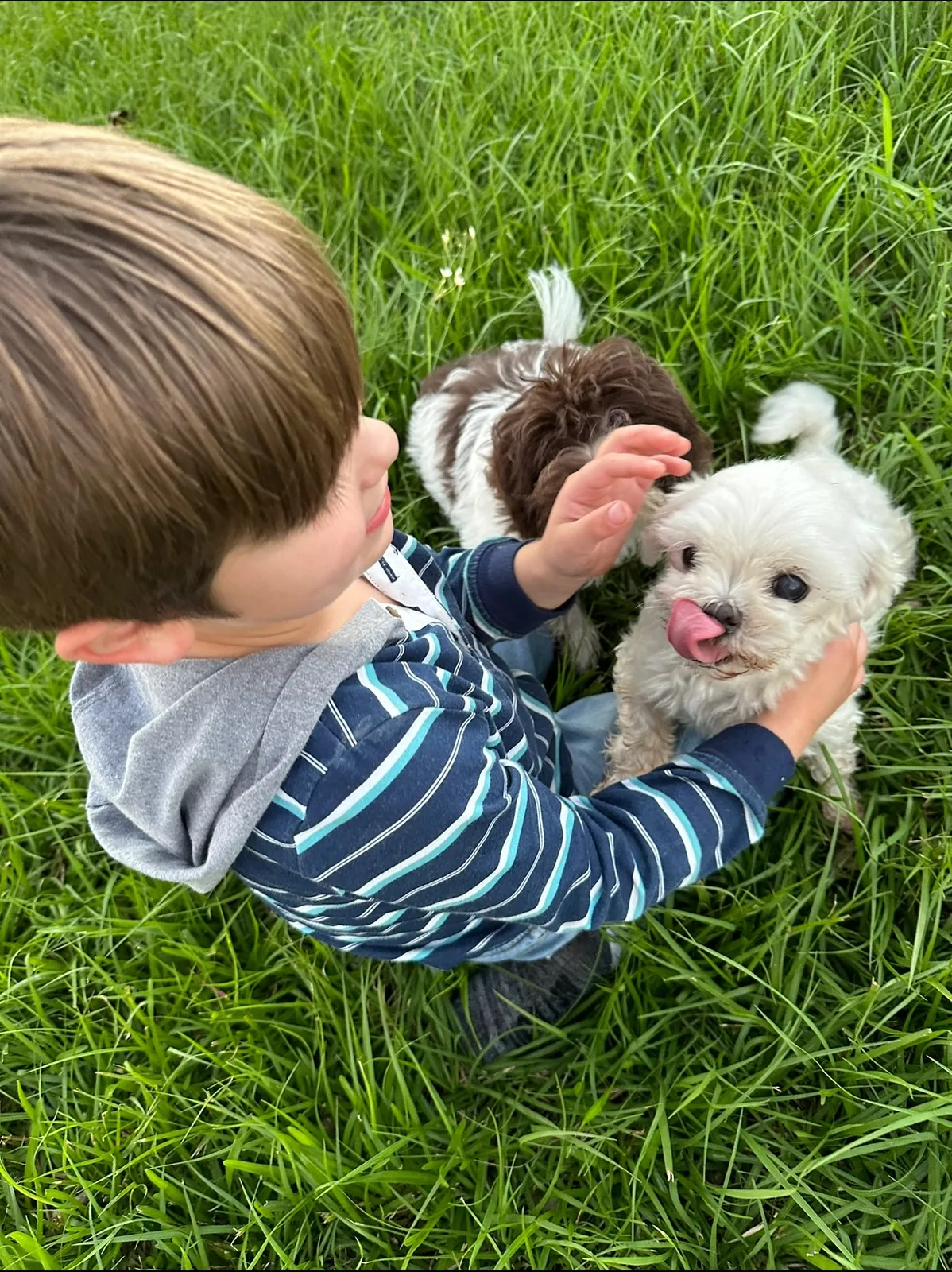 A child petting two small Havanese puppies in the grass
