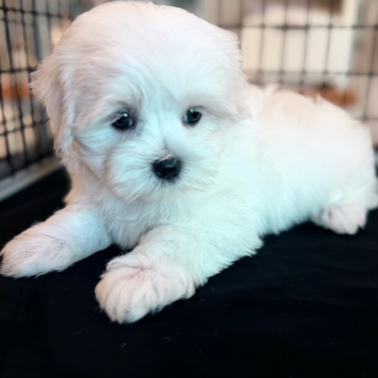 Lonnie Jr., an available male Maltese puppy, lying down and looking at the camera