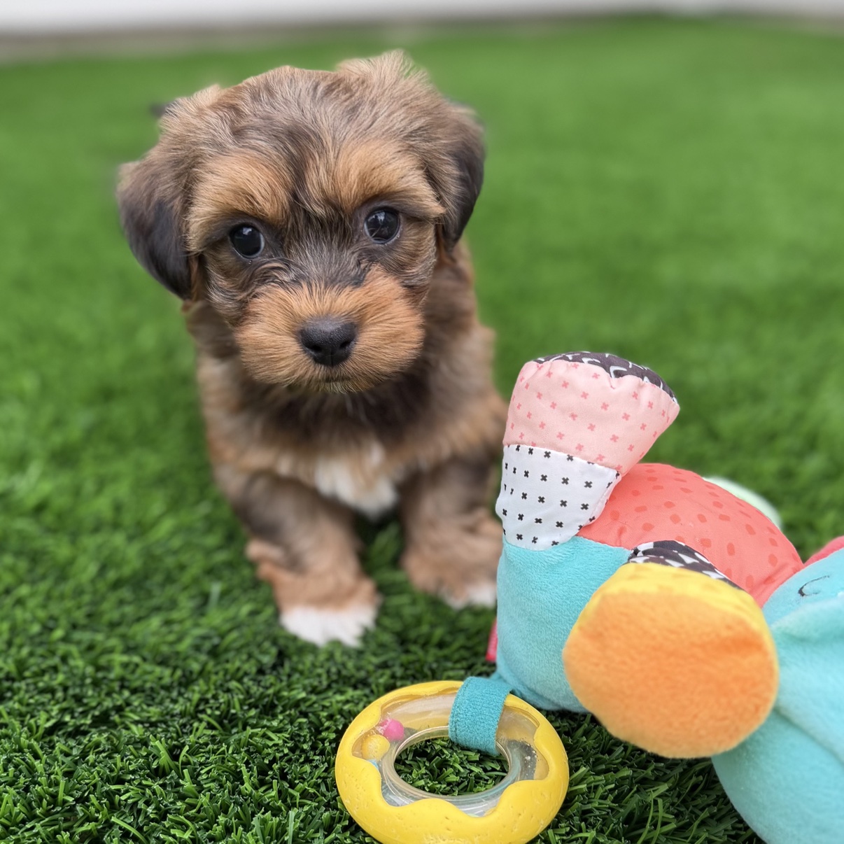 Blaze sitting on the grass beside a colorful toy
