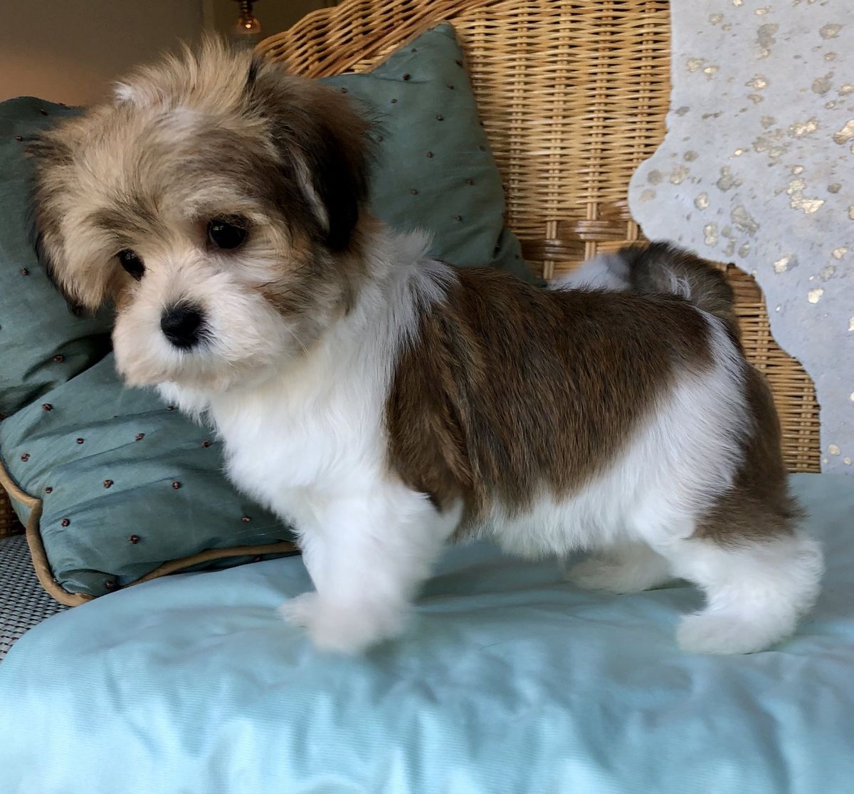 Havanese with pied red sable coat coloring