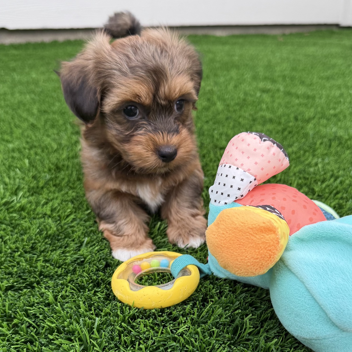 Blaze sitting on the grass beside a toy