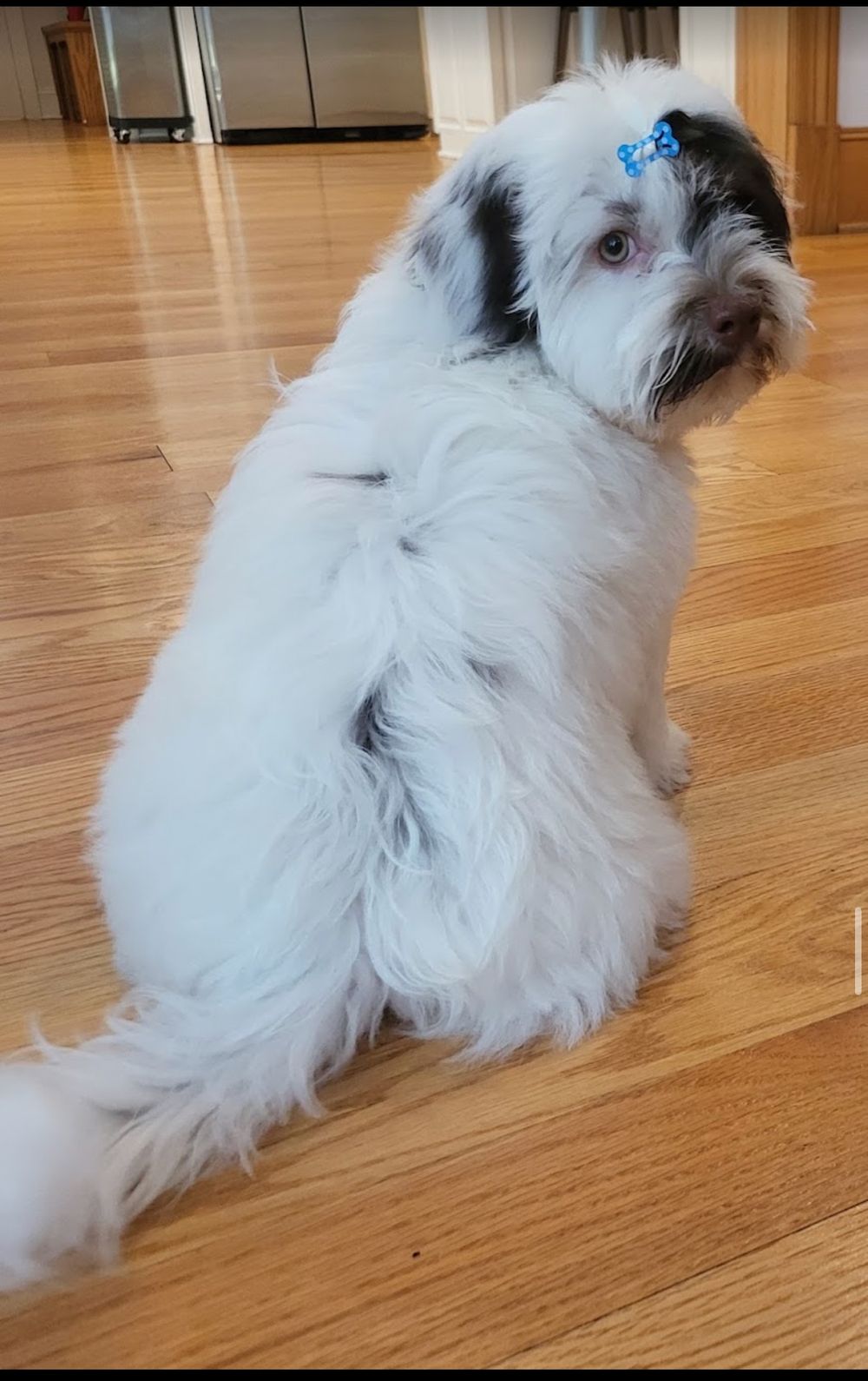 Dog photo shared with Rhayssa Mapes’s Google review