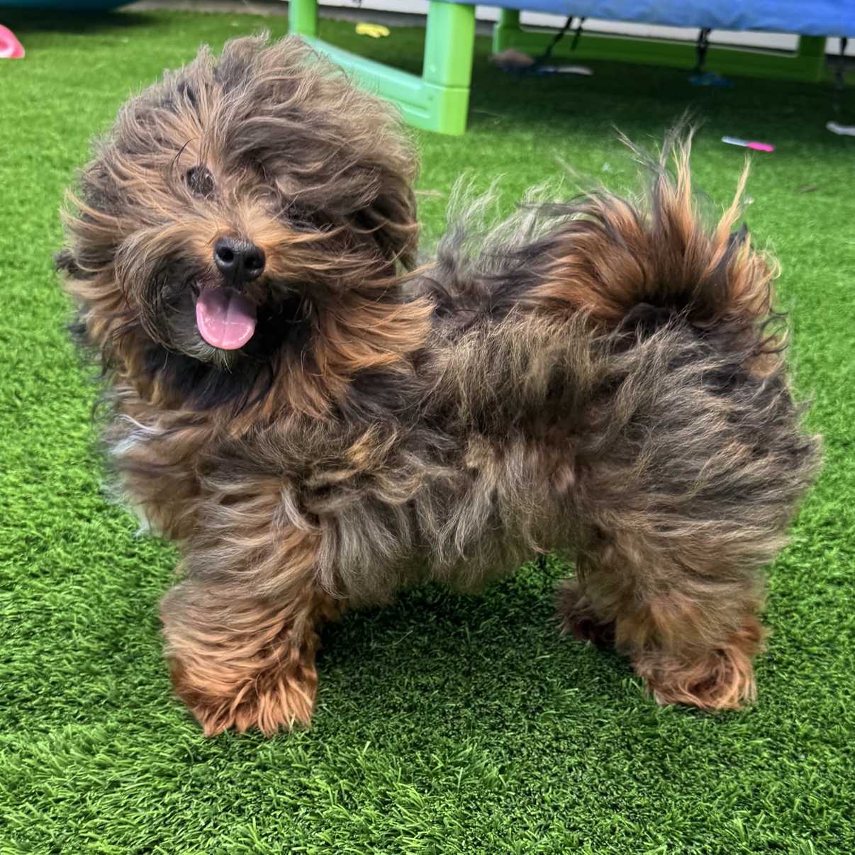 Alex, Bear's dad, a dark red sable Havanese with a long fluffy coat standing on the grass
