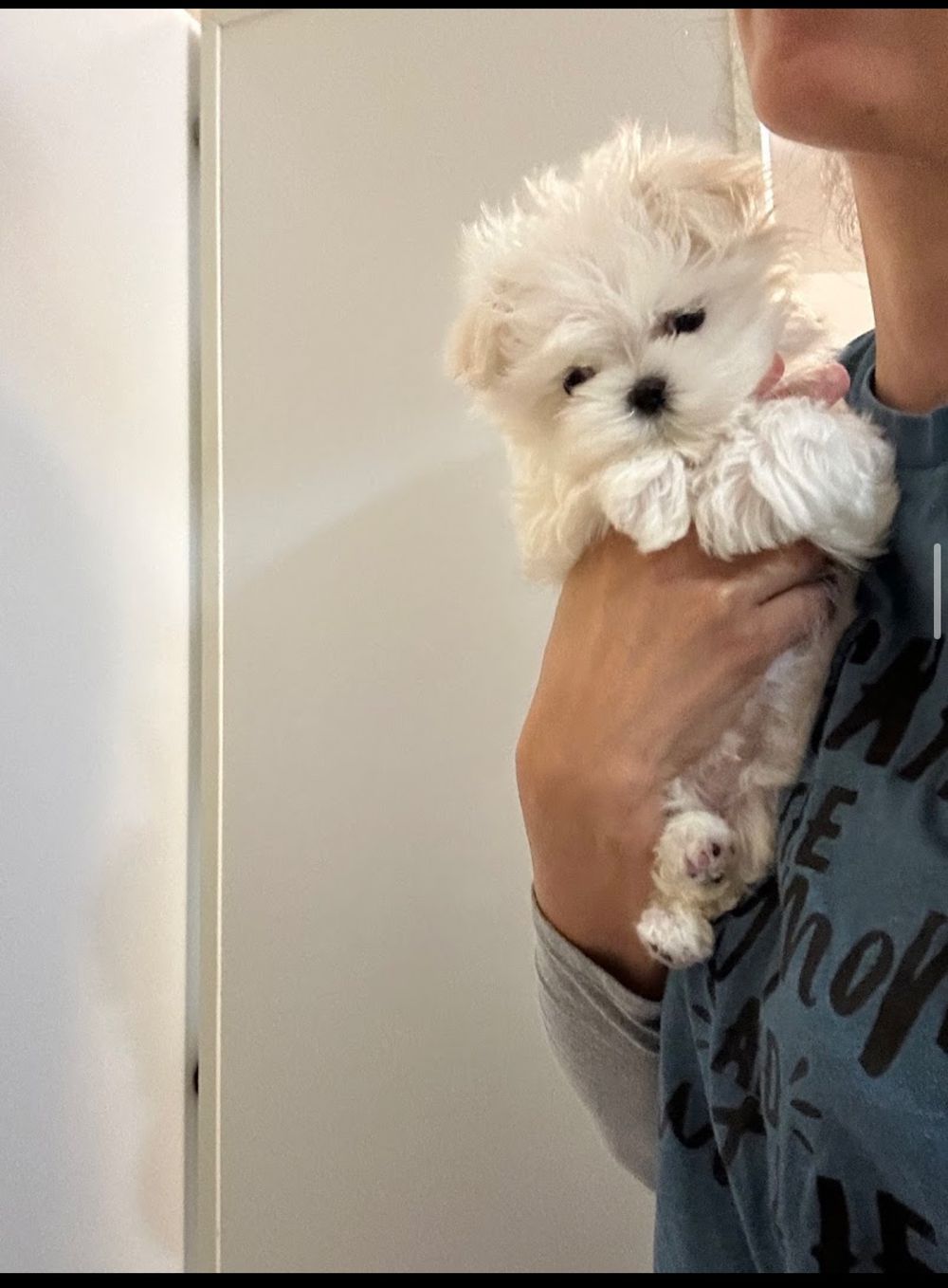 Dog photo shared with BeautybyParis’s Google review