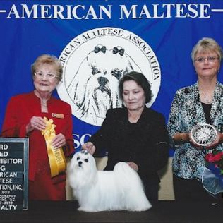 Topper, a Southern Silks champion