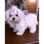 Alfie from the Southern Silks Maltese Doll Collection