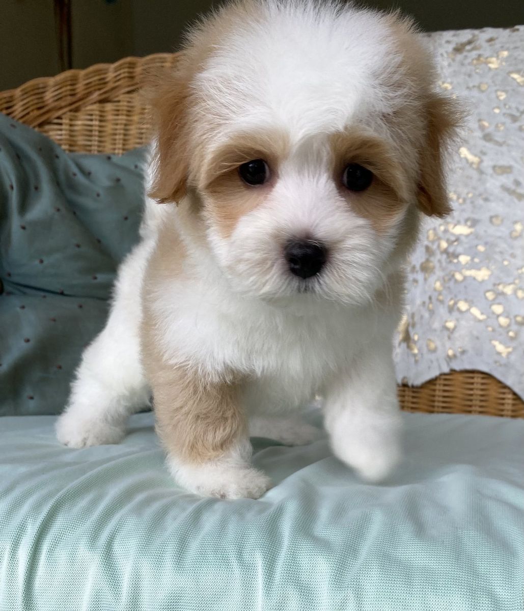 Havanese with cream/red accents coat coloring