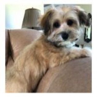 Goldie — Havanese from the Southern Silks gallery