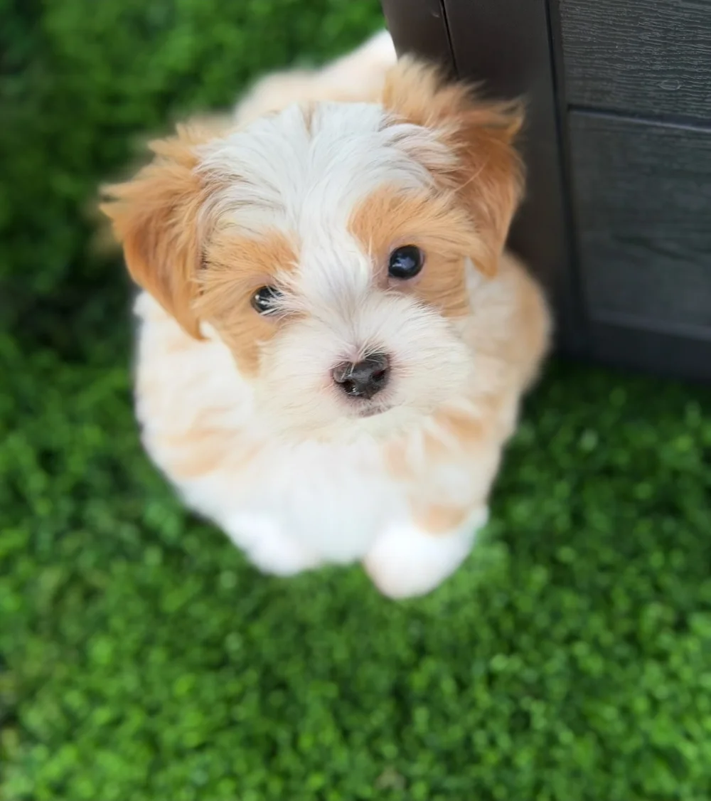 Tan-and-white Havanese puppy looking up at the camera on green grass