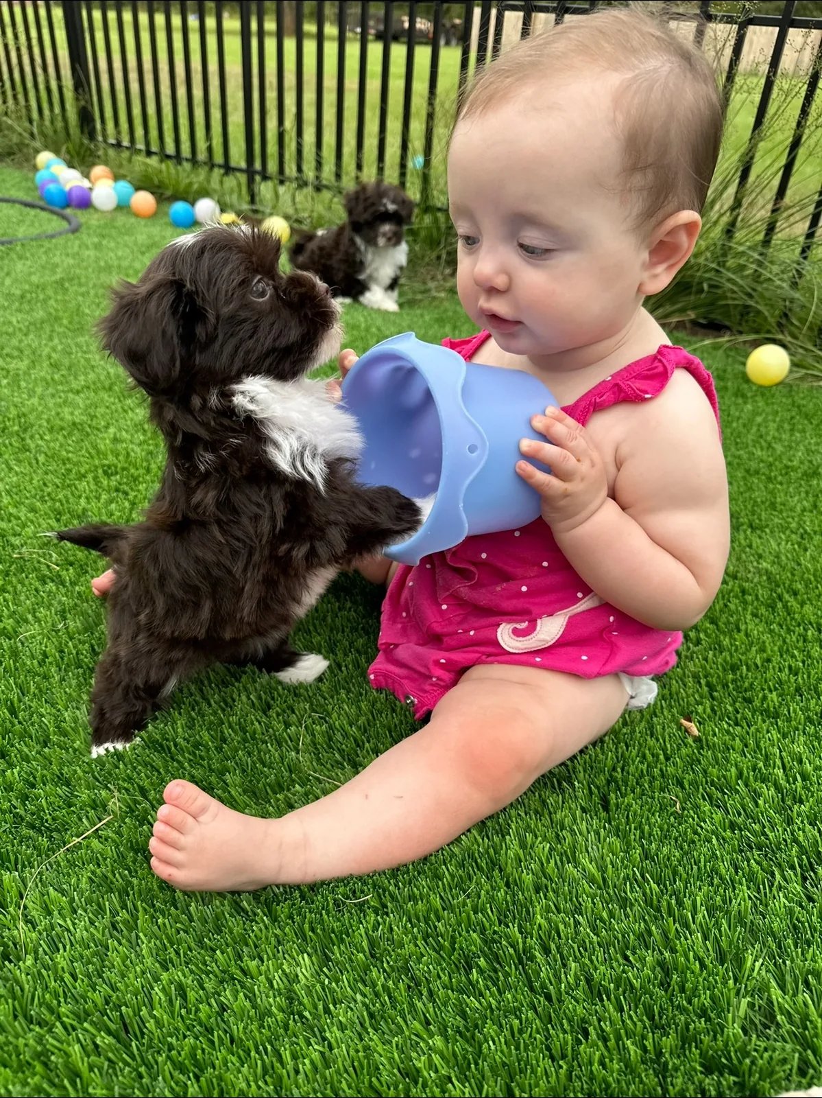 A baby offering a toy to a dark chocolate Havanese puppy
