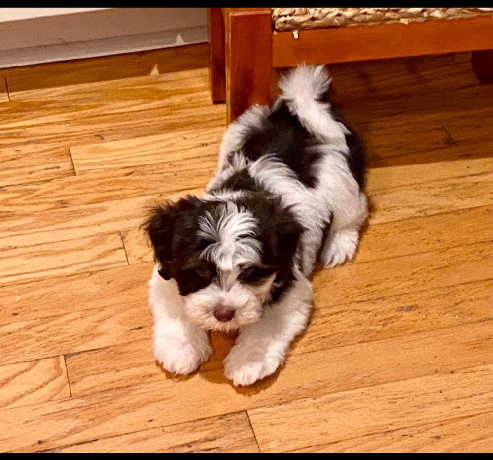 Dog photo shared with James Varney’s Google review