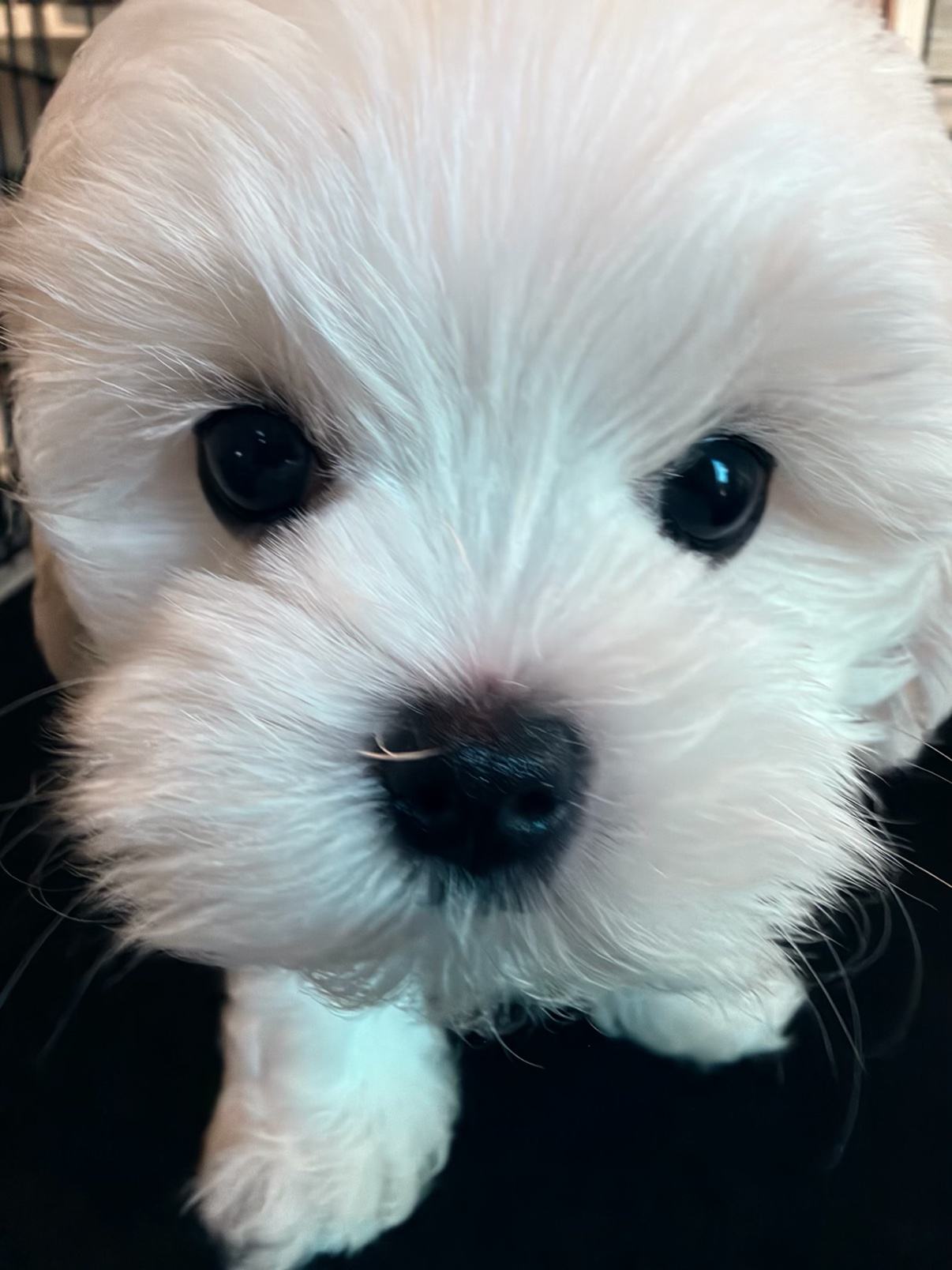 Close-up portrait of Daisy, a white Maltese puppy