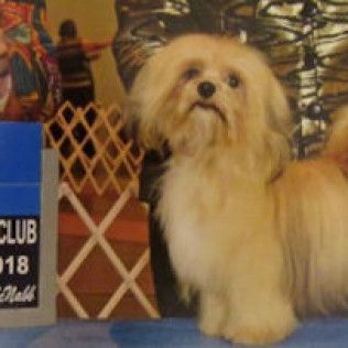 Champion Indie from the Southern Silks gallery