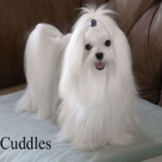 Cuddles from the Southern Silks gallery