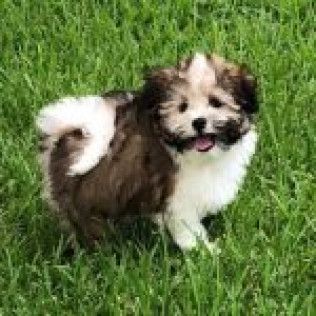 Riley — Havanese from the Southern Silks gallery