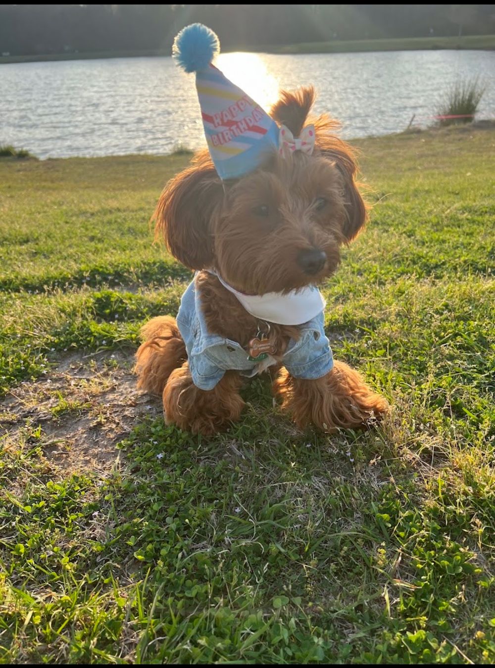 Dog photo shared with Ayanna Sweetnam’s Google review