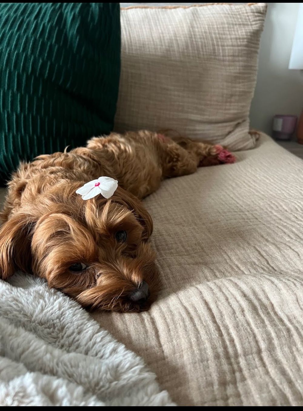 Dog photo shared with Ayanna Sweetnam’s Google review