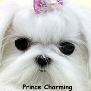 Prince Charming from the Southern Silks gallery