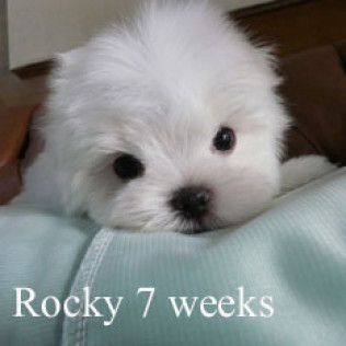 Rocky from the Southern Silks gallery