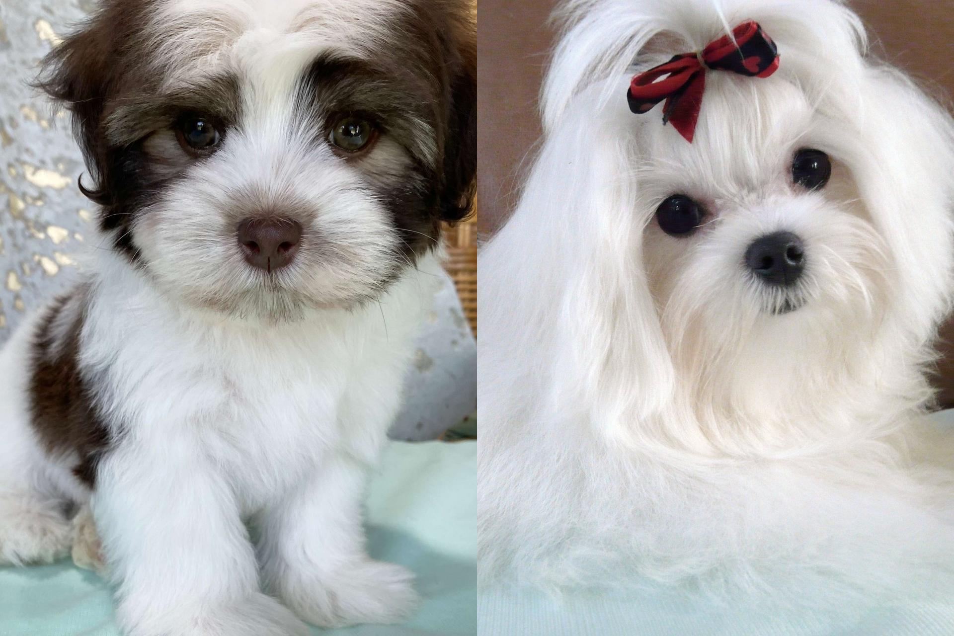 Havanese and Maltese puppies side by side