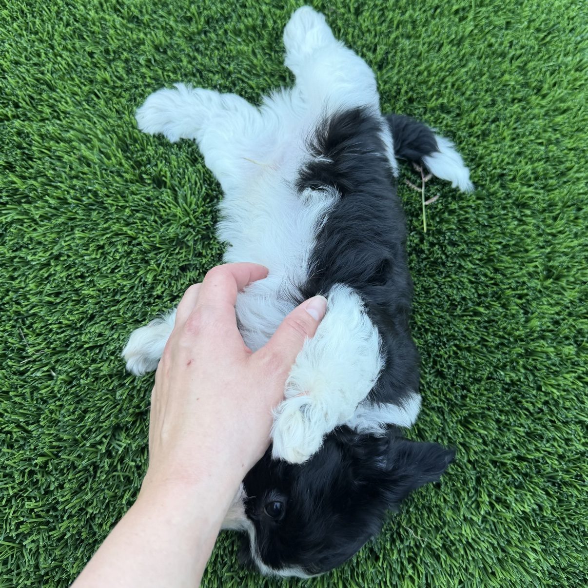 Benny being petted while sitting in the grass
