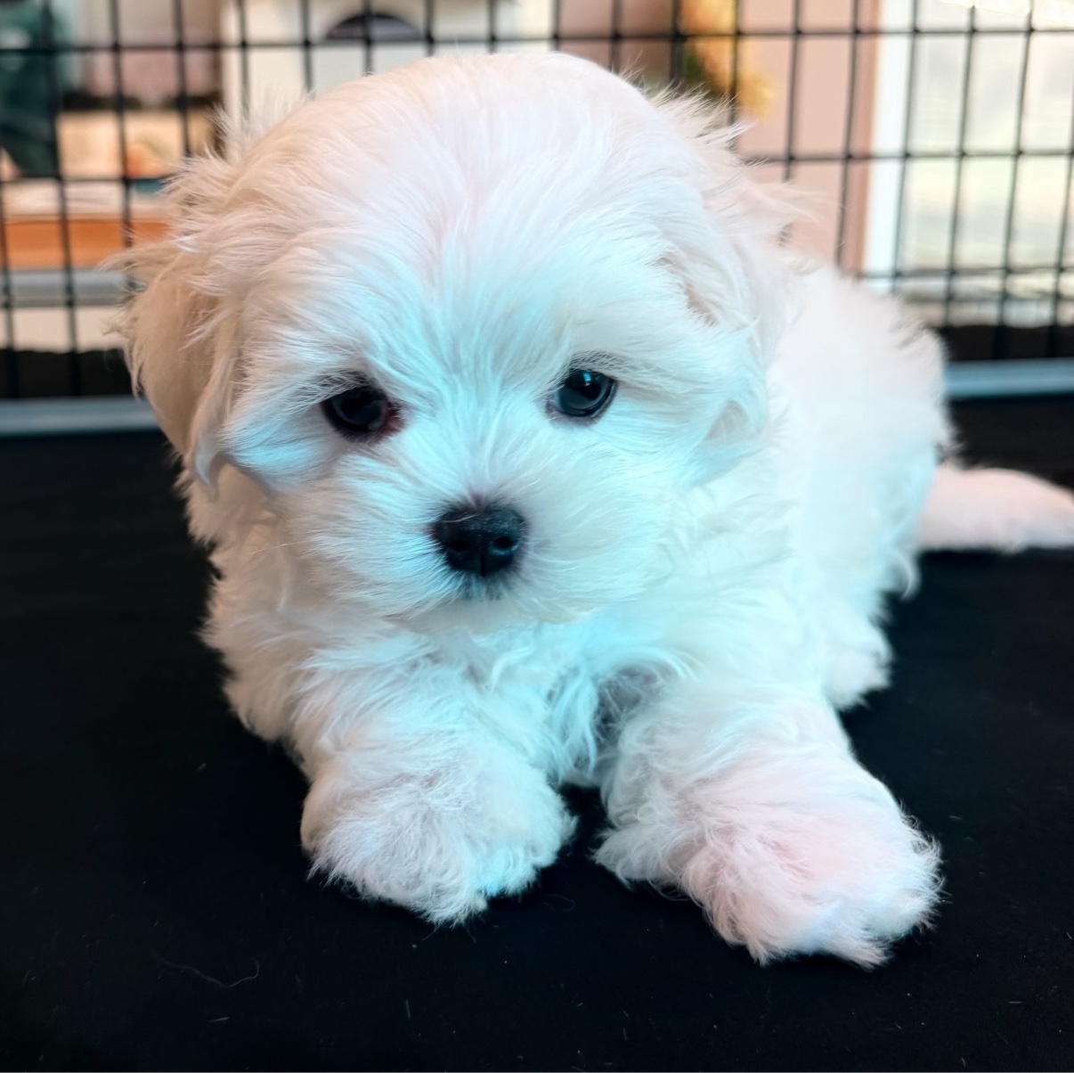 Daisy, a gentle female Maltese puppy, lying down with her paws forward
