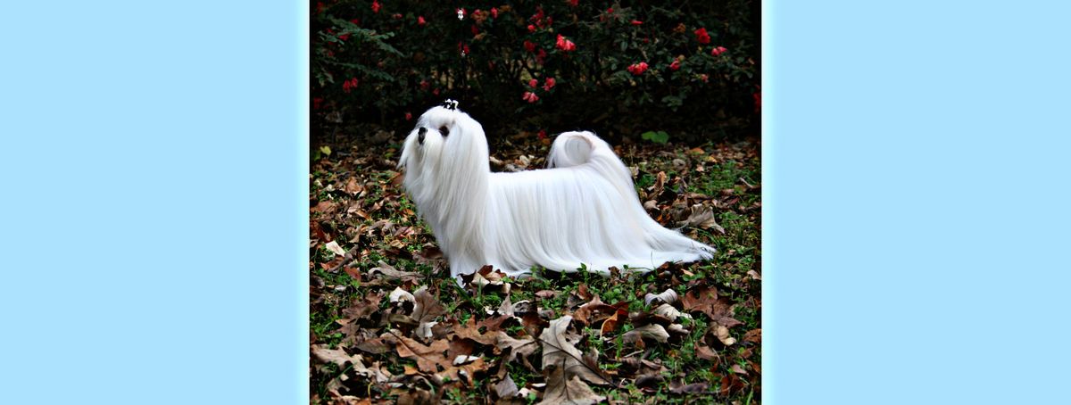 Southern Silks family, puppies, and program history