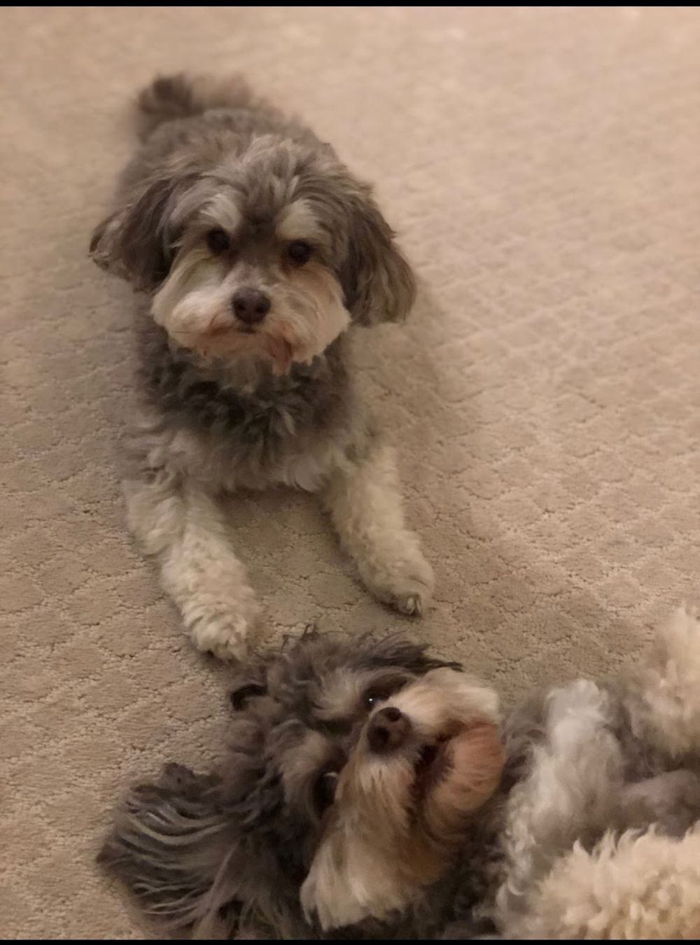 Dog photo shared with H Hall’s Google review