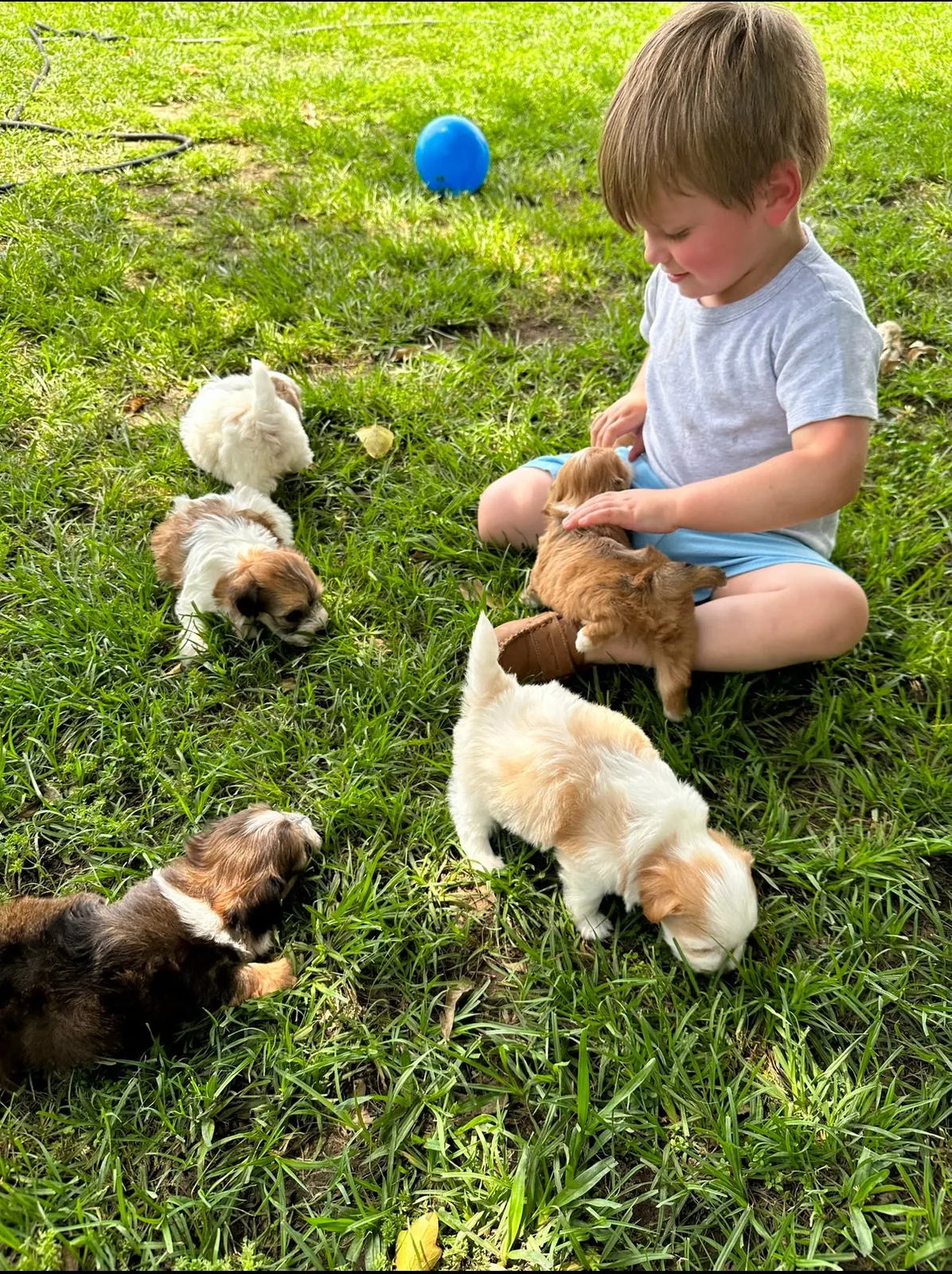 A child playing with a group of Havanese puppies outdoors