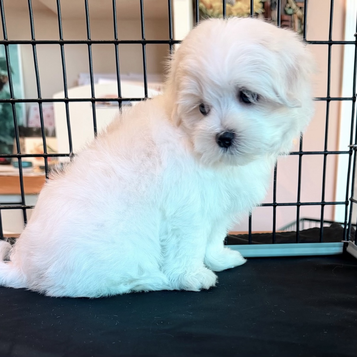 Portrait of Lonnie Jr., a white Maltese puppy, sitting in profile