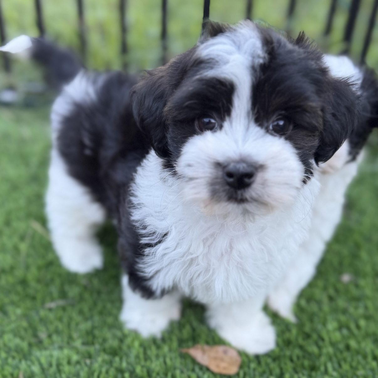 Biscuit standing on the grass