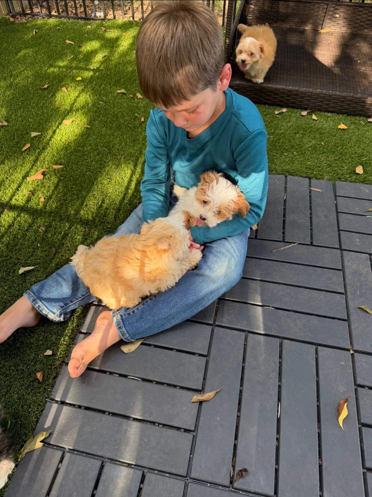 A child sitting outside with a cream Havanese puppy