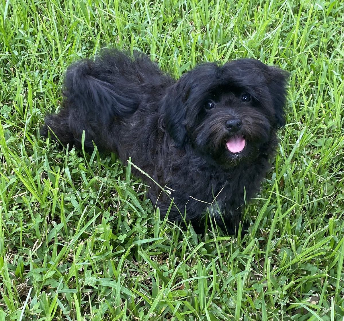 Havanese with tobacco brown coat coloring