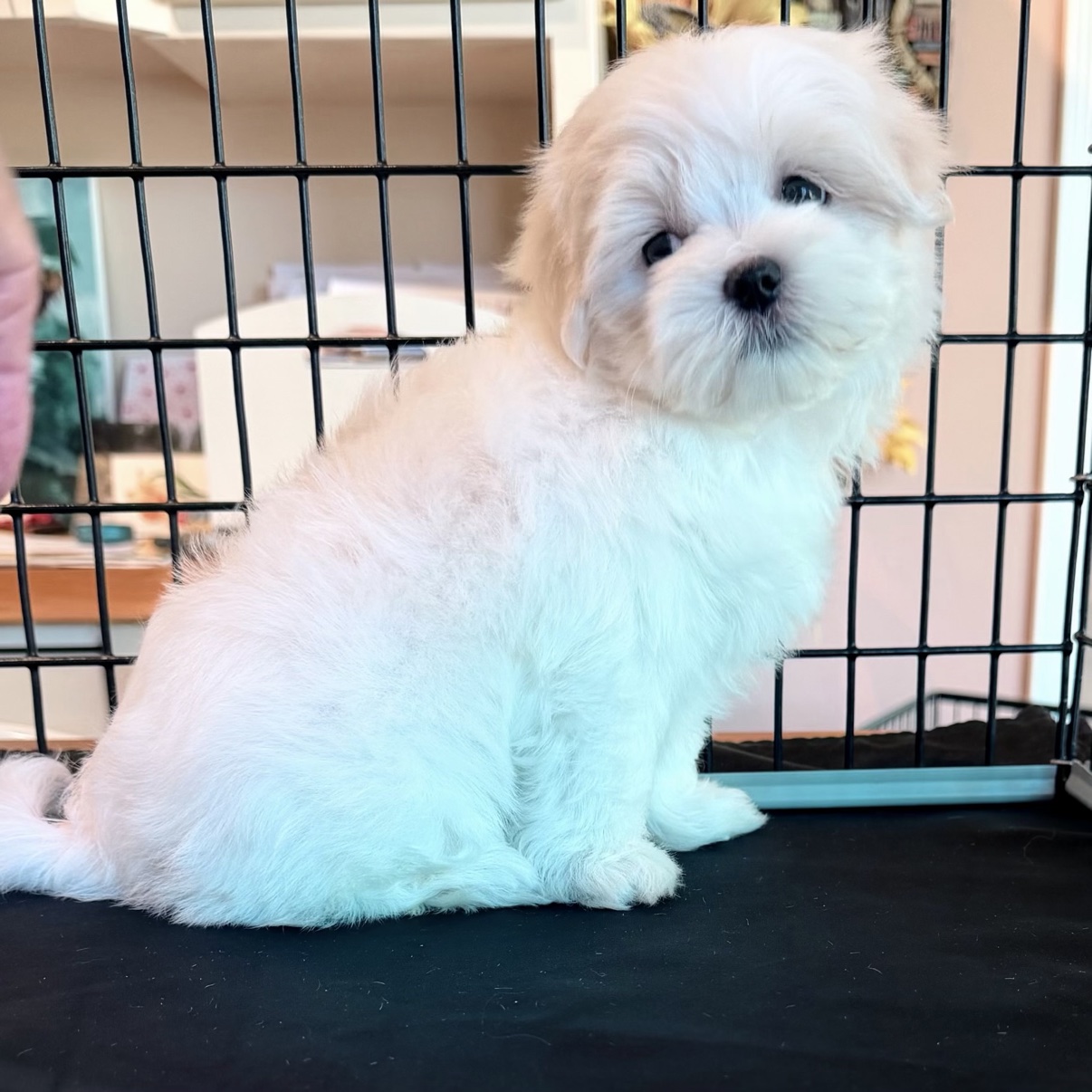 Lonnie Jr. posing for his puppy portrait
