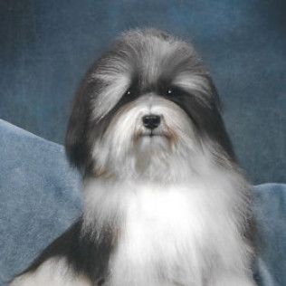 Champion Honor Irresistible — Handsome from the Southern Silks gallery